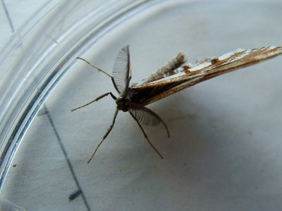 Bordered White